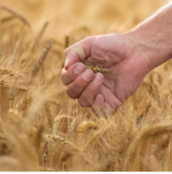 Wheat crop