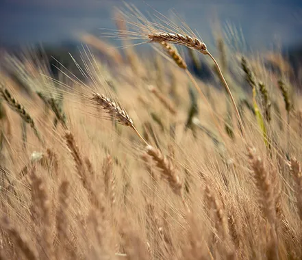crop fields