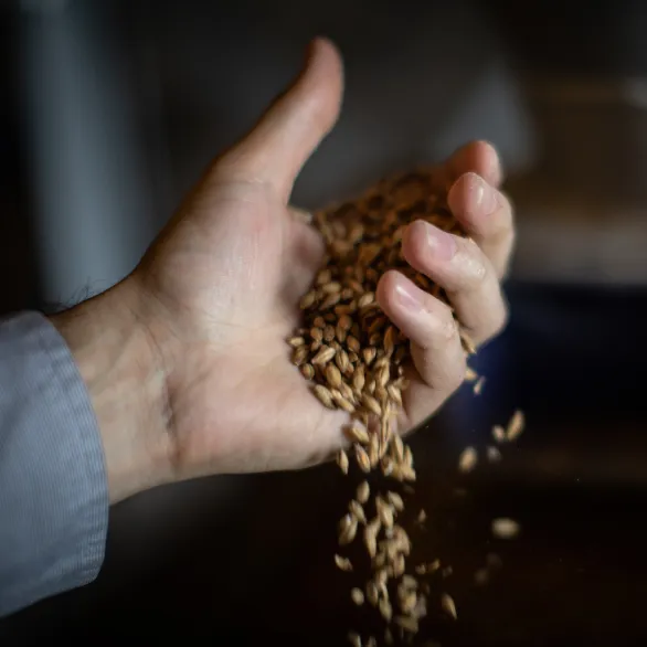 grains slipping out of hands